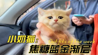 帮找一只蓝金渐层猫，养户把公母弄错了尴尬死了！