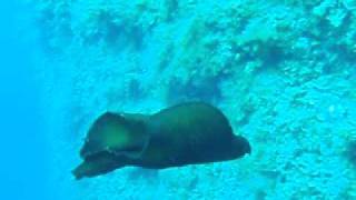 Flying sea slug Aplysia deplians