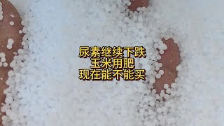 尿素价格继续下跌，玉米备肥，现在能不能买