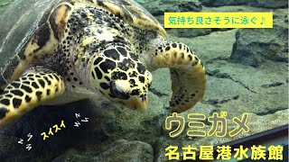 【名古屋港水族館】ウミガメが優雅に泳ぐ姿