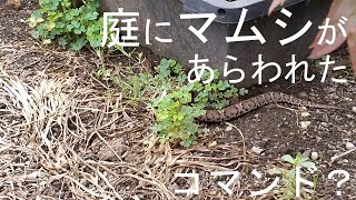 まだらの紐：庭にマムシがやってきました。