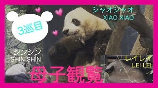 【母子観覧😍天使シャオ君💗目を開けてあんよカプッ/3巡目】2.Mar.2023/ハシビロコウ/ハトゥーウェ/giantpandas/大熊猫/上野動物園/uenozoo/双子/twins