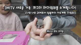 [3박TV] 새로운 가족을 소개합니다! 너무너무 귀여운 피그미 다람쥐!