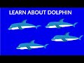 Interesting facts about dolphins || Dolphins video for kids