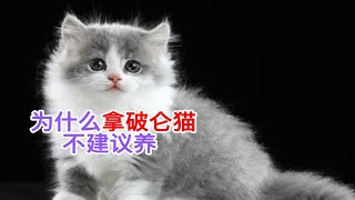 为什么拿破仑猫不建议养为什