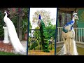 أجمل 5 طيور طاووس في العالم