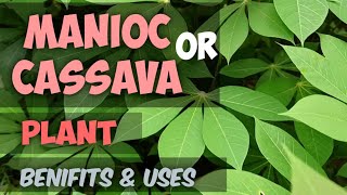 Manioc | Manihot esculenta | cassava |Yuca | plant | benifits and users