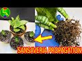 How to multiply Sansevieria at home ?