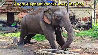 Angry elephant  knocks away the food |#aana#aanachandam#aanachooru #aanakeralam #aanakkaryam