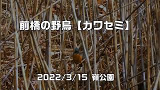 前橋の野鳥【カワセミ】　2022年3月15日　嶺公園