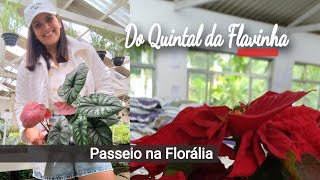 Comprei um caladium vermelho - Plantas lindas na Florália, Niterói RJ