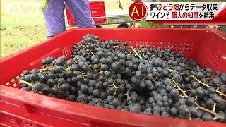 AIがワイン作りにも！ぶどう畑で職人の知恵を継承(17/10/08)