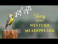 Song of The Western Meadowlark