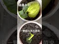 佛手瓜育苗（二）簡單容易，百分百成功 龍鬚菜營養又好吃，best chayote