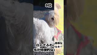 【雑学】日本で人気の小型犬種TOP10【ランキング】