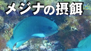 【 メジナ 】みんなでお食事　Girella punctata