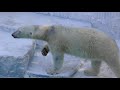 動物園のアイドル　ホッキョクグマのエサやりショー天王寺動物園