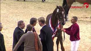 Siegerhengst Holsteiner Körung | Impressionen | 2013