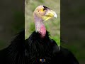 The California Condor is the largest and most endangered bird in North America #animals #birds #fyp