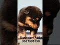 Roatweiler Male puppy Sale 9517995180 ' 9464889786 #roatweiler #roat #puppy #dog