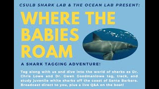 Where the Babies Roam: A Shark Tagging Adventure! – Primary School