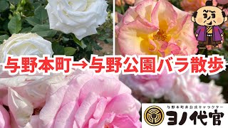 【LIVE】与野本町駅から与野公園へ行く近道〜バラの状態を確かめるよのぉ〜 saitama yonohonmachi rose