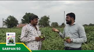 #farmersuccess Story | Sarpan Brinjal-50 #seeds | High yielding and high resistance| call 8884448098