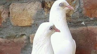 1000 wale kabutar 🕊️ top breed