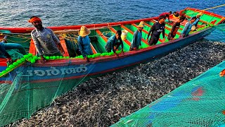 AMAZING FISHING OMG! Millions Of Sardine Fishes Caught In Single Catch | TODAY DIWALI FISHING