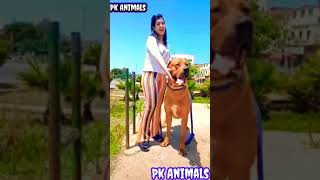 Cutest Girl love with Pakistani bully dog #Shorts