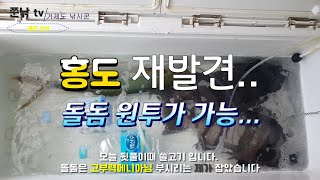 #23 홍도 선상 8월정출 홍도 재발견 선상돌돔 원투가능 #부시리선상