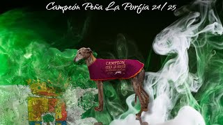 Campeonato galguero peña la porfia  #galgos  #federaciongalgos #galgosdron #dji   #drongalgo  #katu