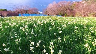 越前水仙　[ 雪中花 ]  4K空撮