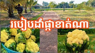 បច្ចេកទេសដាំផ្កាខាត់ណា