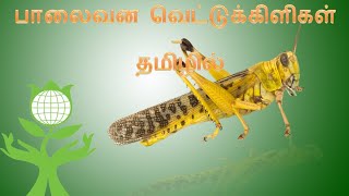 Desert Locust attack in Tamil || பாலைவன வெட்டுக்கிளிகள் - தமிழில் || Desert locust in India - Tamil