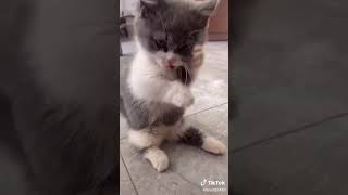 Cats are so funny PART 294 FUNNY CAT VIDEOS TIK TOK #Shorts
