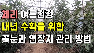 체리 여름전정. 내년 수확을 위한 꽃눈관리와 연장지 관리방법