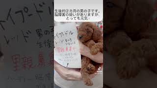 ハンディがある子ですが、元気！里親募集中　＃トイプードル　＃子犬　＃保護犬