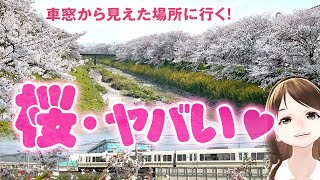 【絶景】桜満開！花吹雪！大和路快速から見えたあの場所に行ってみる！☆奈良2021-03