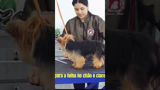 Yorkshire Terrier: O Pequeno Chefe da Casa! Descubra Seus Segredos 😂🐾 #melhoramigo #pets