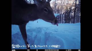 監視カメラに写った生きものたち〜クマ柵編〜