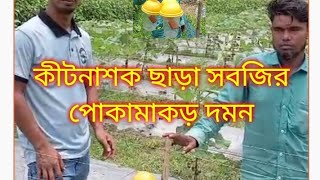 আধুনিক কৃষিতে কীটনাশক ছাড়া সবজি র পোকামাকড় দমন।কৃষি কাজ।জাজিরা। শরীয়তপুর।