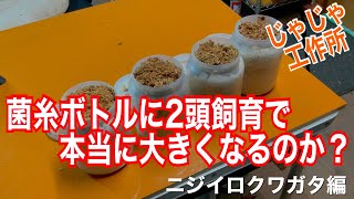 幼虫2頭飼育は本当にでかくなるのか？ニジイロクワガタ編