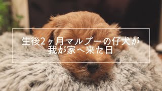 生後2ヶ月のマルプーの仔犬が我が家へ来た日【マルプーと暮らす】