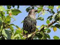 european starling calls