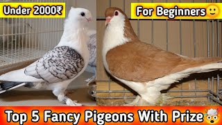 Top 5 Fancy Pigeons With Prize🤯 ~ Which pigeons should be reared in the beginning and how much prize will you get.