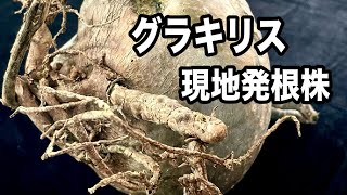 『塊根植物/コーデックス』グラキリス現地発根株で発根管理