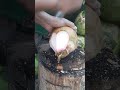 Fantastic peeling fresh coconut pink #cuttingskills #coconut #shortsviral #coconutwater #skills #fyp