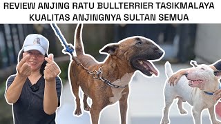 RATU BULLTERRIER KOTA TASIKMALAYA PUNYA ANJING BLOODLINE IMPORT SUPER MADEEPP ‼️