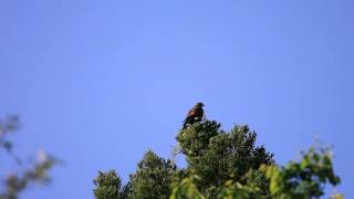 サシバ ( Grey-faced Buzzard-eagle )